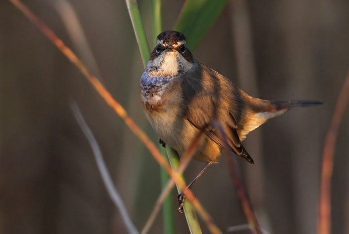 Bluethroat (Luscinia svecica) Blhake