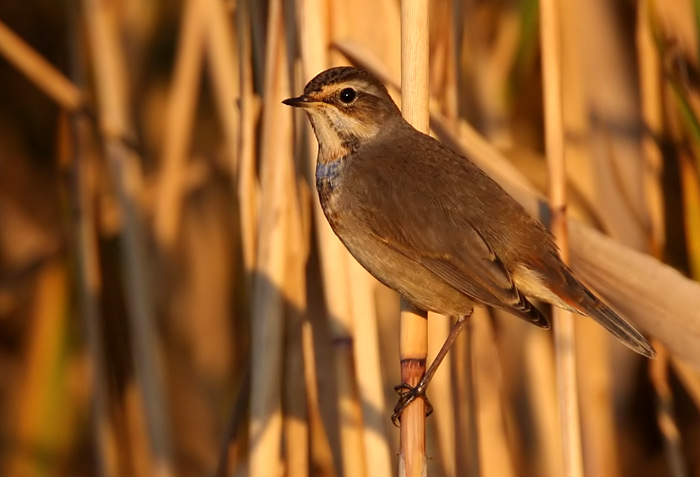 Bluethroat (Luscinia svecica) Blhake
