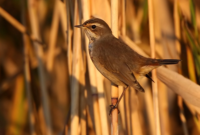 Bluethroat (Luscinia svecica) Blhake