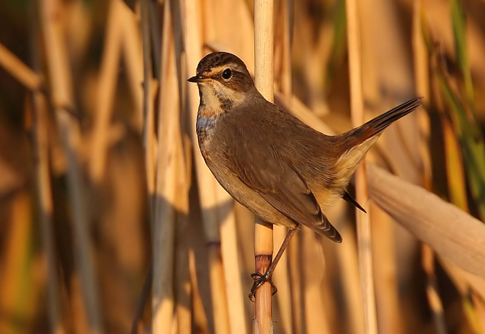 Bluethroat (Luscinia svecica) Blhake