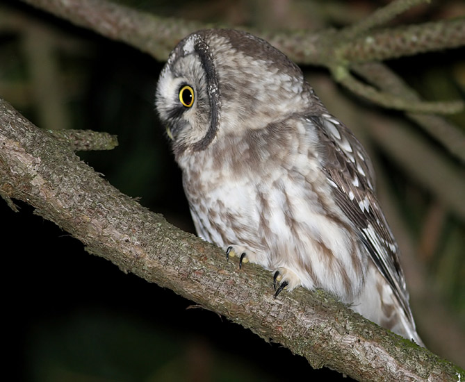 Tengmalms Owl (Aegolius funereus) Prluggla