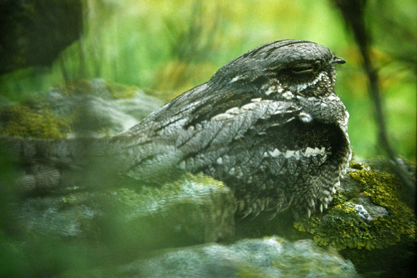 European Nightjar (Nattskrra)