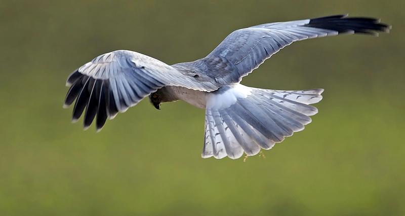 Hen Harrier (Circus cyaneus), Bl krrhk