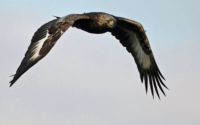 Golden Eagle (Aquila crysaetos), Kungsrn