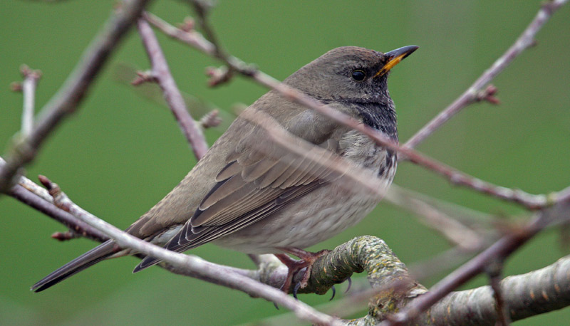 Black-Throated Thrush(Turdus ruficollis), Taigatrast