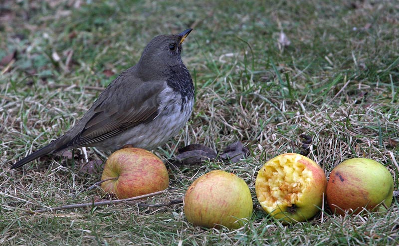 Black-Throated Thrush(Turdus ruficollis), Taigatrast