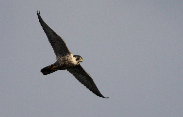 Peregrine Falcon (Falco peregrinus), Pilgrimsfalk