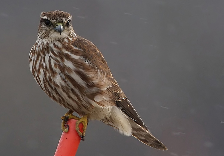 Merlin (Falco columbarius), Stenfalk