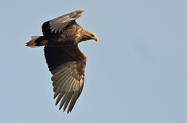 White-Tailed Eagle (Haliaeetus albicilla), Havsrn