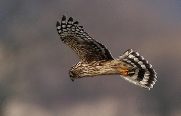 Hen Harrier (Circus cyaneus), Bl krrhk