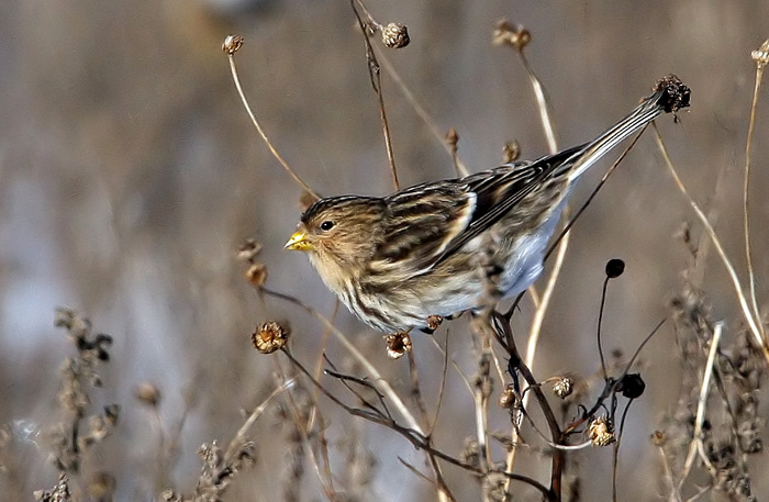 Twite (Carduelis flavirostris), Vinterhmpling