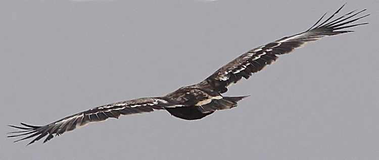 Steppe Eagle (Aquila nipalensis), Stpprn