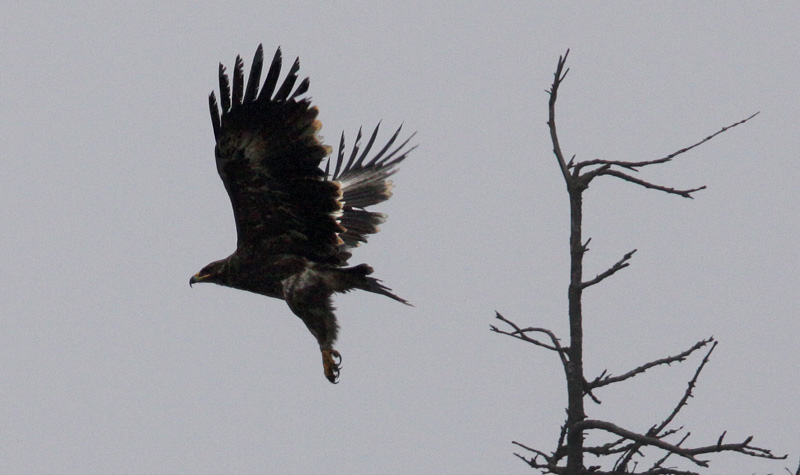 Steppe Eagle (Aquila nipalensis), Stpprn