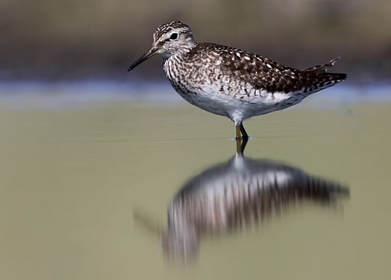 Wood Sandpiper (Tringa glareola), Grnbena
