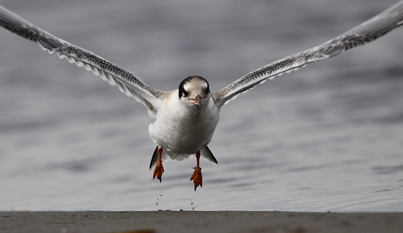 Common Tern (Sterna hirundo), Fisktrna