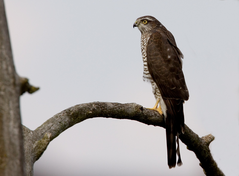 Sparrow hawk (Accipiter nisus), Sparvhk