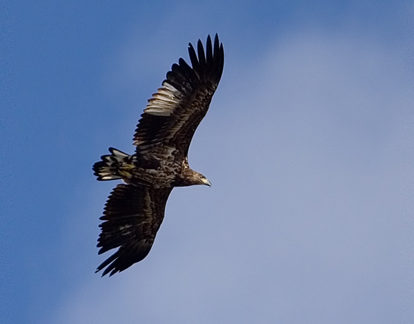 White-tailed Eagle (Haliaetus albicilla), Havsrn