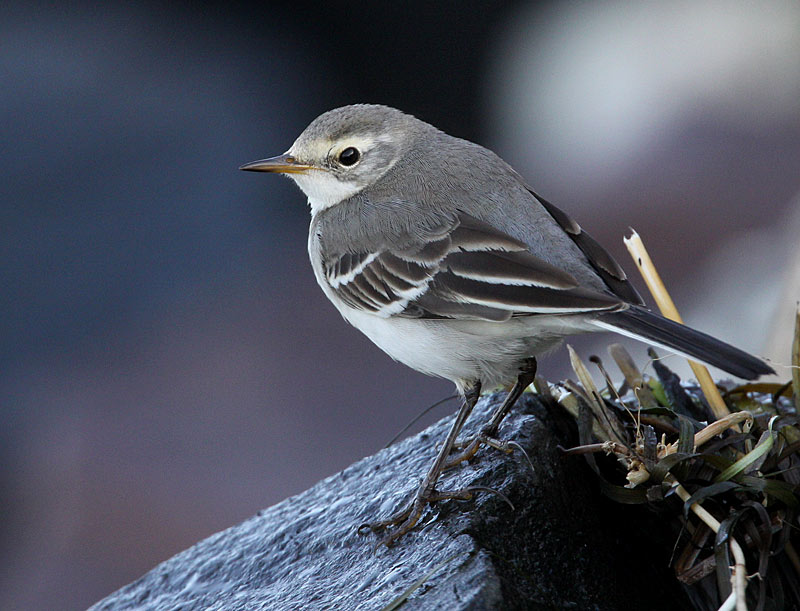 Citrine Wagtail (Motacilla citreola), Citronrla