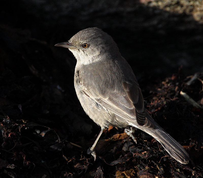 Barred Warbler (Sylvia nisorina), Hksngare