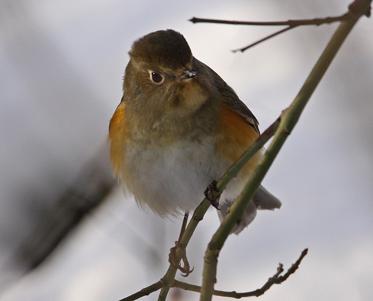 Red-flanked Bluetail (Tarsiger cyanurus), Blstjrt