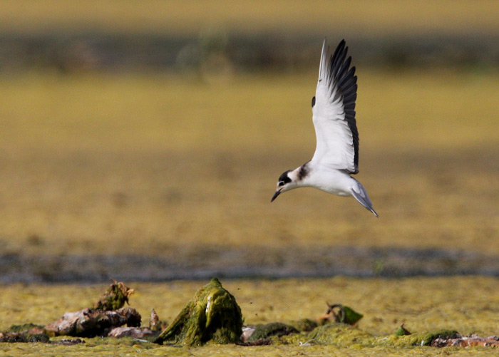 Black Tern (Chlidonias niger), Svarttrna