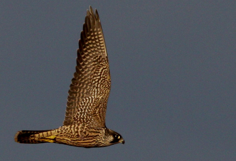 Peregrine Falcon (Falco peregrius), Pilgrimsfalk