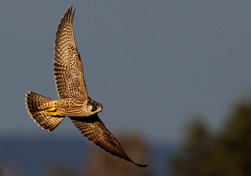 Peregrine Falcon (Falco peregrius), Pilgrimsfalk