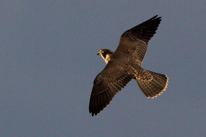 Peregrine Falcon (Falco peregrius), Pilgrimsfalk