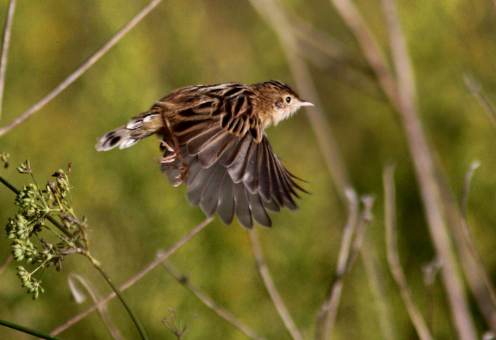 Zitting Cisticola (Cisticola juncidis), Grssngare