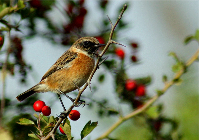 Common Stonechat (Saxicola torquatus), Svarthakad buskskvtta
