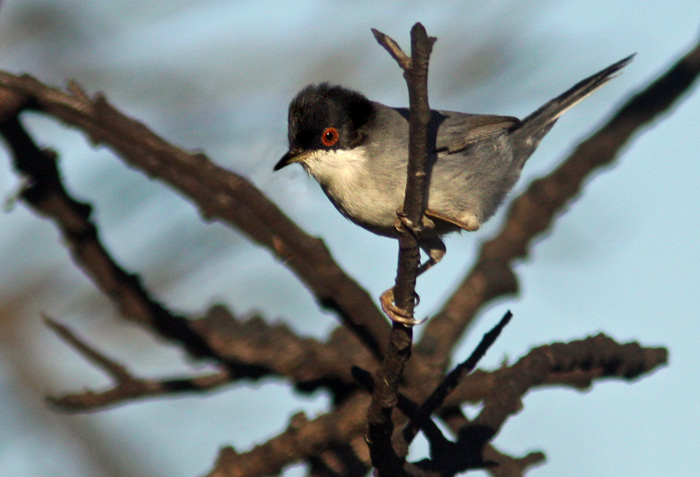 Sardinian Warbler (Sylvia melanocephala), Sammetshtta
