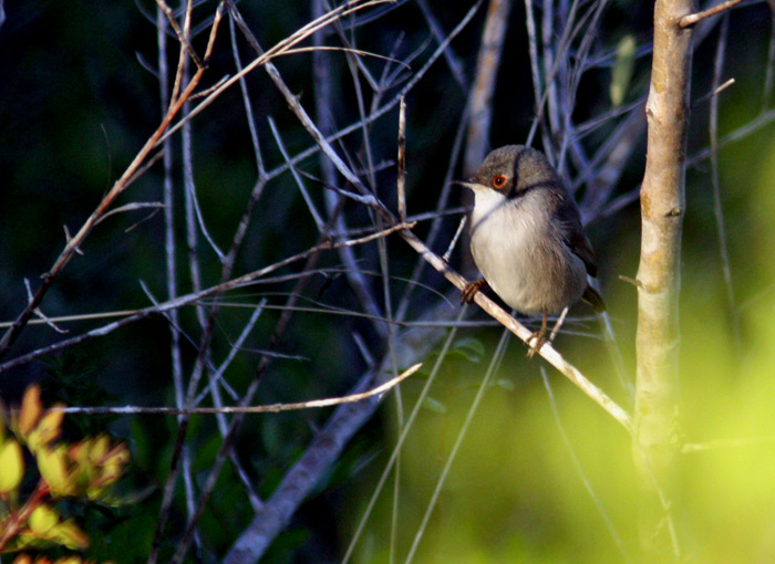 Sardinian Warbler (Sylvia melanocephala), Sammetshtta