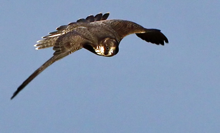 Peregrine Falcon (Falco peregrius), Pilgrimsfalk