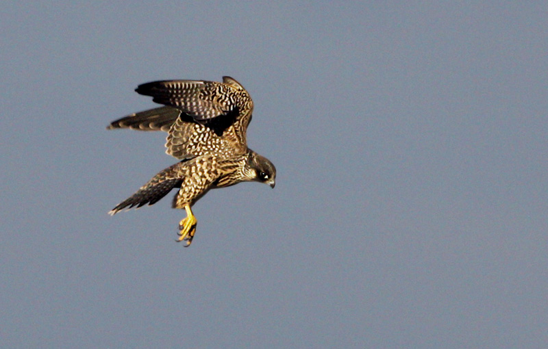 Peregrine Falcon (Falco peregrius), Pilgrimsfalk