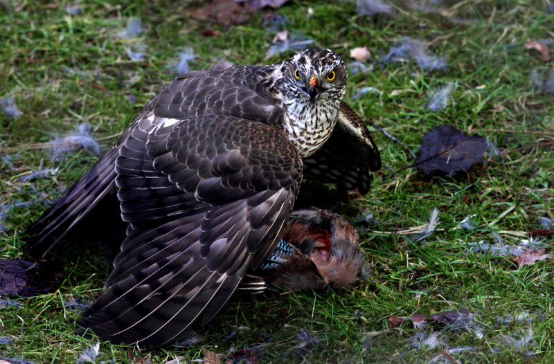 Eurasian Sparrowhawk (Accipiter nisus), Sparvhk