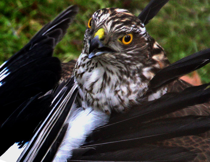 Eurasian Sparrowhawk (Accipiter nisus), Sparvhk