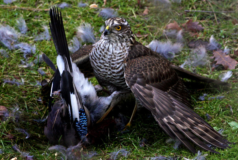Eurasian Sparrowhawk (Accipiter nisus), Sparvhk