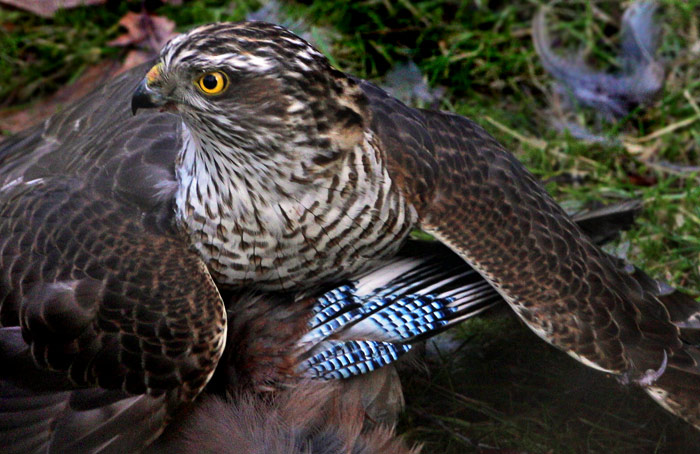 Eurasian Sparrowhawk (Accipiter nisus), Sparvhk