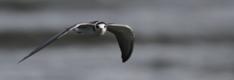 Black Tern (Chlidonias niger), Svarttrna