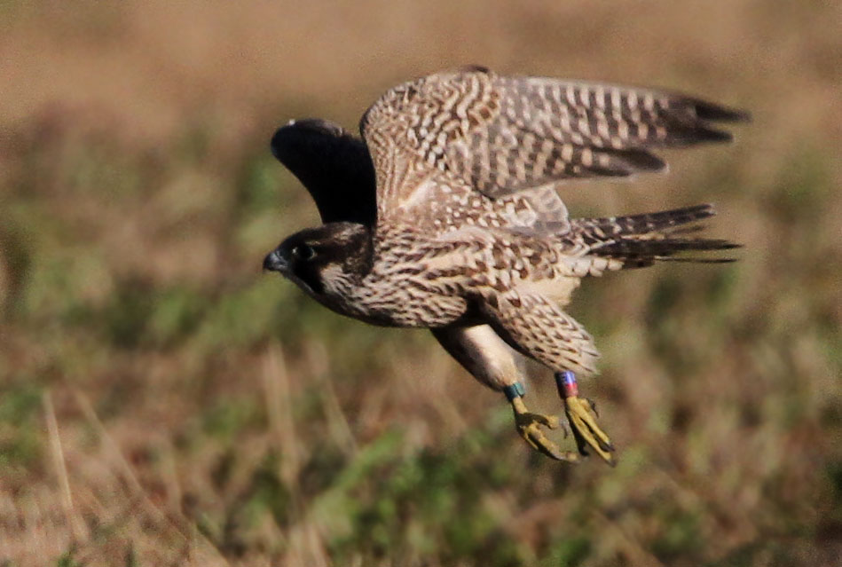 Peregrine Falcon (Falco peregrinus), Pilgrimsfalk