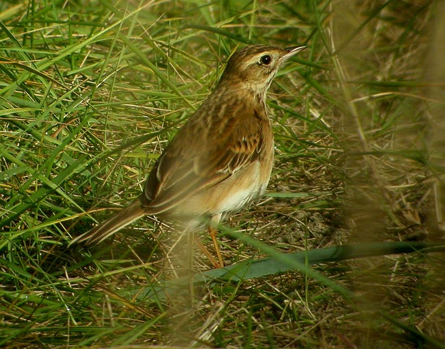 Richards Pipit (Anthus richardi), Strre piplrka, Hittarp 2004