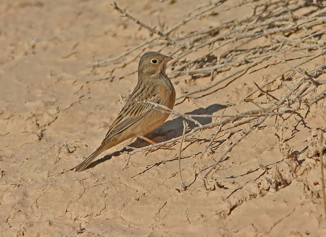 Cretzschmars Bunting (Emberiza caesia)