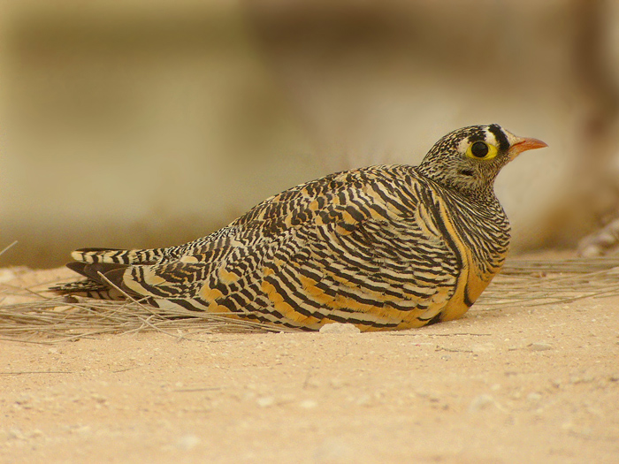Lichtensteins Sandgrouse (Pterocles lichtensteinii)