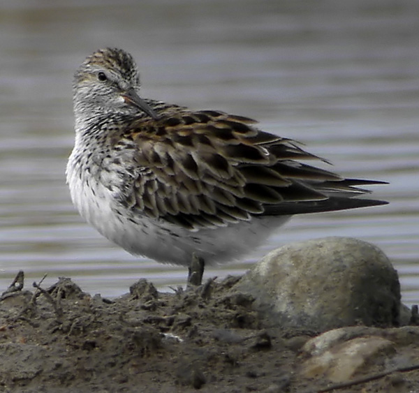 White-rumped Sandpiper (Calidris fuscicollis), Vitgumpsnppa, Malm hamn 2005