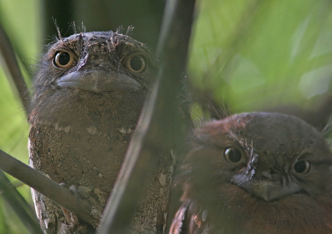 Sri Lanka Frogmouth (Batrachostomus moniliger)