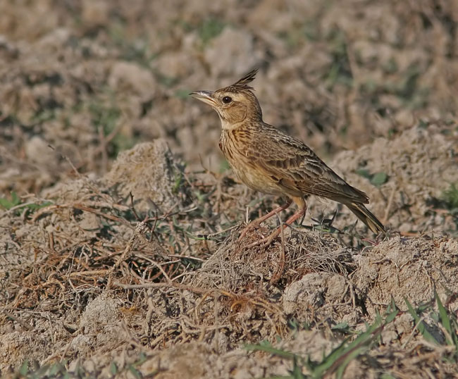 Crested Lark (Galerida cristata)