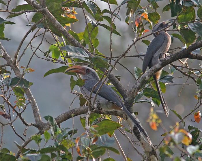 Malabar Grey Hormbill (ocyceros griseus)