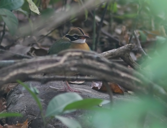 Indian Pitta (Pitta brachyura