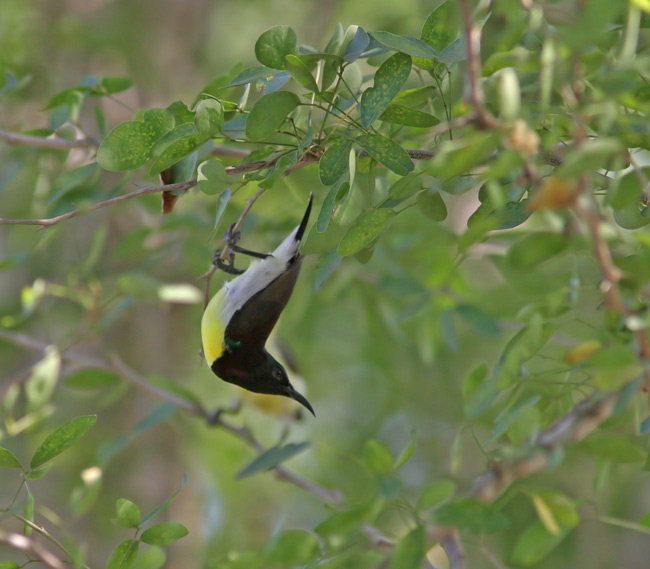 Prple-rumped Sunbird (Nectarinia zeylonica)