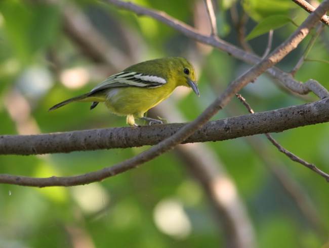 Common Iora (Aegithina tiphia)